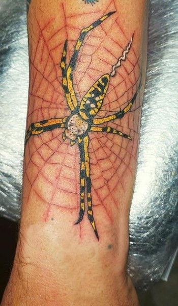 yellow and black spider